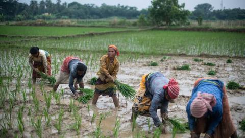 India rice export ban: Impact on Philippines, Indonesia, Thailand: Nomura