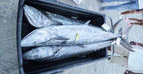بدء تطبيق حظر صيد وتداول أسماك الكنعد في سلطنة