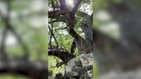 شاهد.. مغامر يتسلق إحدى أكبر وأضخم الأشجار في ظفار بسلطنة عُمان - CNN Arabic