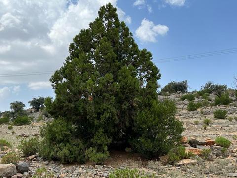 هيئة البيئة تسجل ٤٨٥ نوعًا من النباتات في جبال