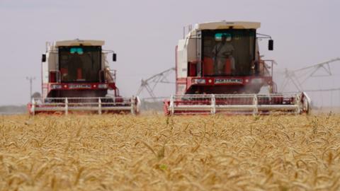 محصول القمح في سلطنة عُمان يرتفع بنسبة 229%