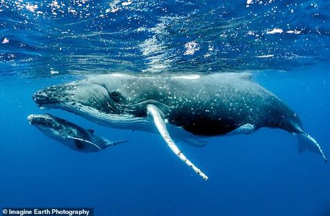 Humpback whale adults (pictured) range in length from 39 to 52 feet. The males produce a complex song lasting 10 to 20 minutes, which they repeat for hours at a time (file photo)