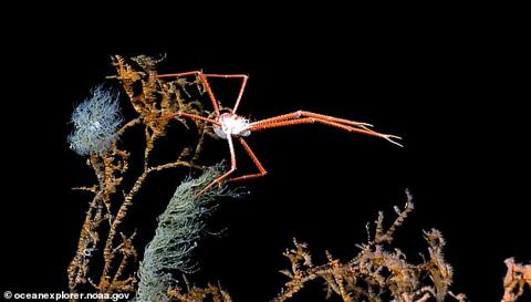  Right on the doorstep of the US coast, these ghostly hidden corals are expected to harbor a host of deep sea creatures not yet known to science, the researchers said