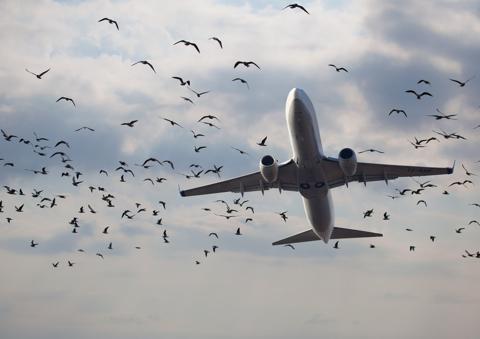 StriveME - هل يمكن للطيور أن تسبب سقوط طائرات الركاب؟